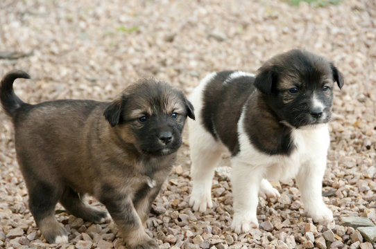 Aidi Breed Puppies - Morocco