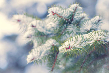 branches of a Christmas tree covered with snow natural spruce winter background