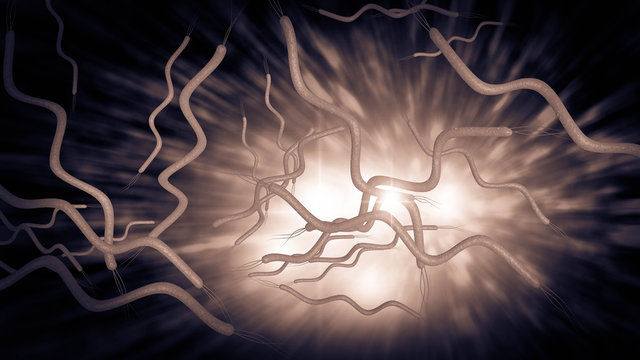 Spirilla Bacteria