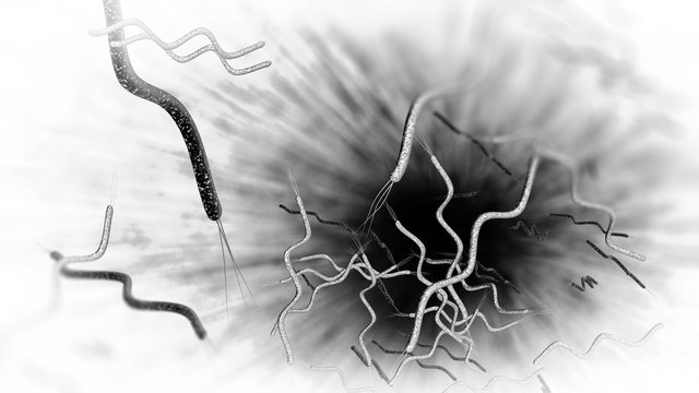 Spirilla Bacteria