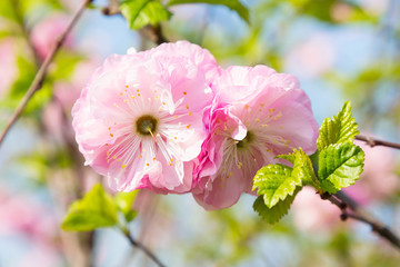 Fototapeta premium Pink sakura blossoms