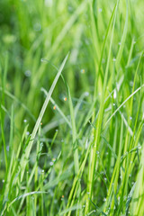 Fresh green grass with water drops
