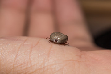 Big tick sucking blood is ready to breed.On hunam hand.