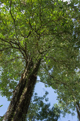 look up tree and blue sky