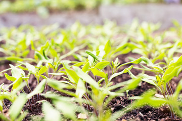 Tomato seedling in greenhouse