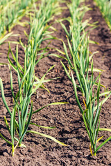Garlic growing in the garden