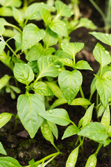 Young pepper seedlings with water drops growing in soil