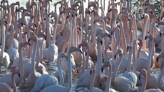 Free pink flamingo