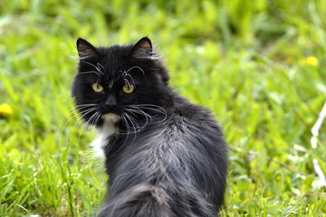 Naklejka na ściany i meble The black-and-white cat walks on a grass