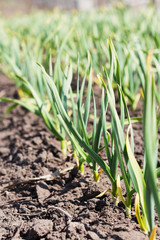 Obraz premium Garlic growing in the garden