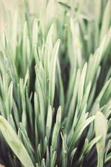 Close up nature background of vintage toned  daffodil leaves