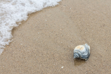 Sea shells on the beach sand.