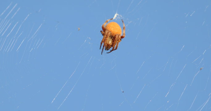Cat-faced Spider (Araneus gemma) in its web