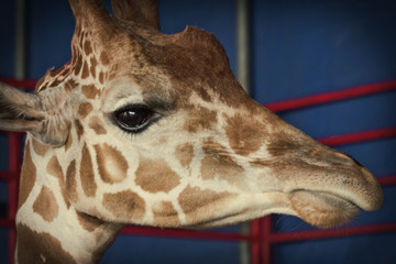 Giraffe Close Up