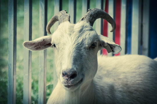 Horns Adult Goat