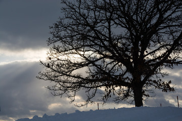Fototapeta na wymiar 大きなカシワの木と天使のはしご