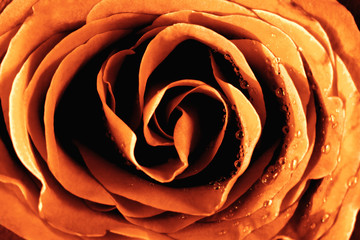 Panele Szklane Podświetlane  Zbliżenie żółtej róży
