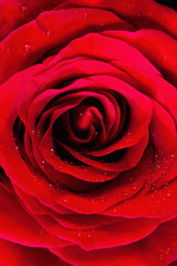  Closeup of a Red Rose