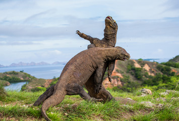 Komodo Dragons are fighting each other. Very rare picture. Indonesia. Komodo National Park. 