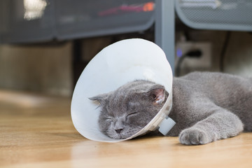 sick cat with veterinary cone collar prevent him scratch his ear