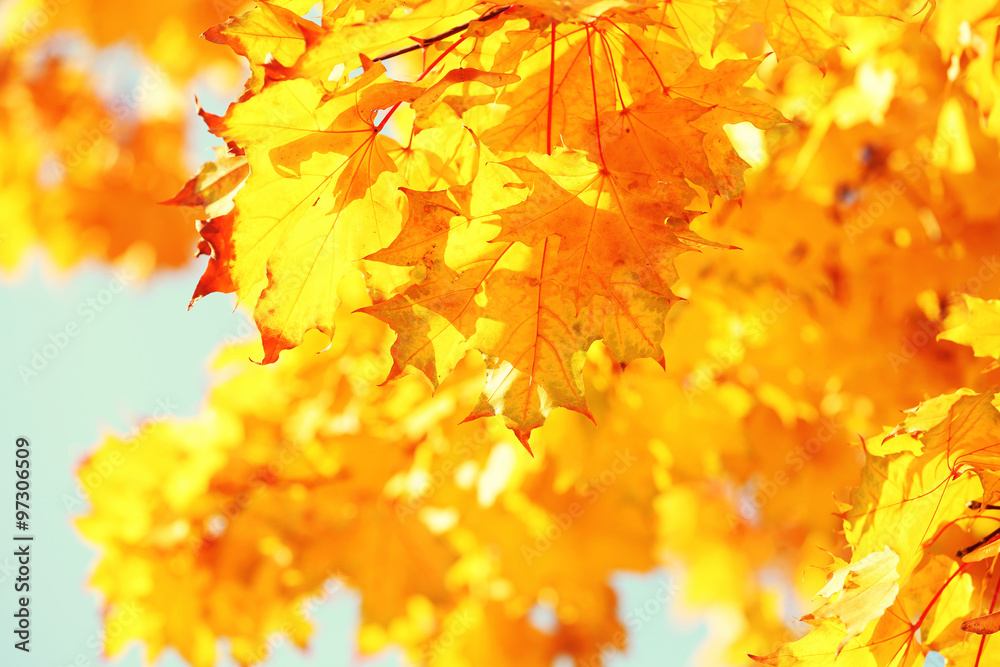 Wall mural golden autumn leaves on blue sky background, close up