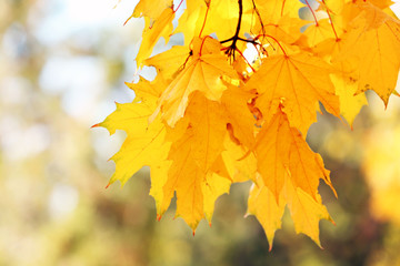 Golden autumn leaves, close up