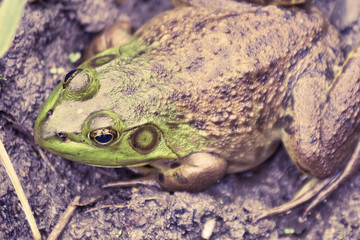 Bull Frog Mud