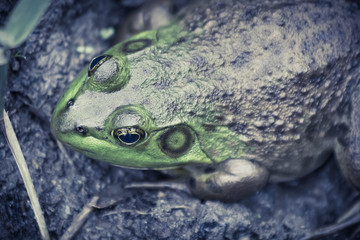 Bull Frog Mud