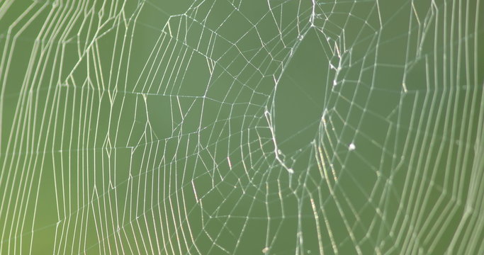 Close up image of an orb-weaver spider's web in the morning sun