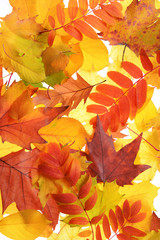 Autumn leaves, close-up