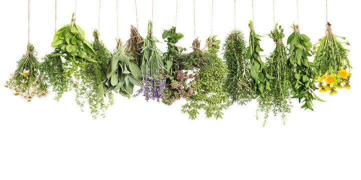 Herbs hanging isolated on white. Basil rosemary thyme sage mint