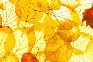 Golden autumn leaves background