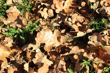Braune Eichenblätter liegen im Herbst auf dem Boden