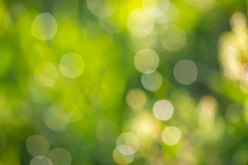 natural blur bokeh of foliage of tree crowns in the daytime