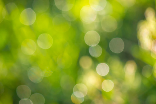 natural blur bokeh of foliage of tree crowns in the daytime