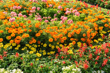 Common Flower Garden In Spring