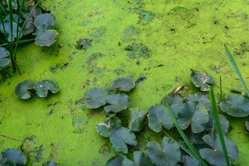 Obraz na płótnie Canvas Dirty water with green plants near the shore. Horizontal view of