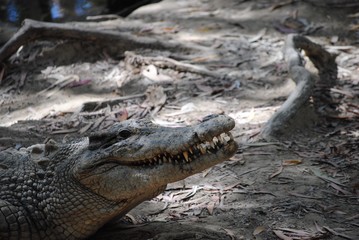 Salt water crocodile