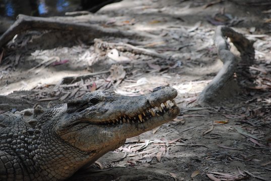 Salt Water Crocodile