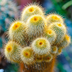 Funny prickly cactus
