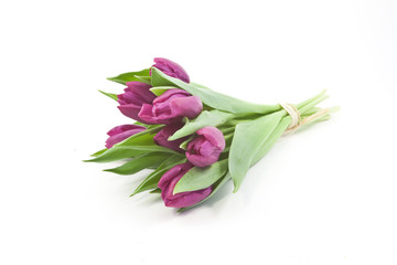 Violet tulips on white background