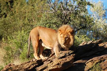 Lion in the Wild - Namibia