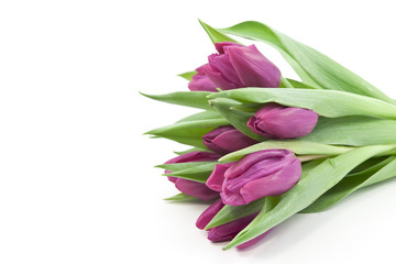 Violet tulips on white background