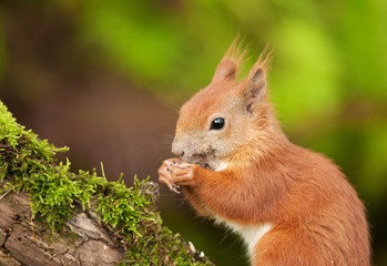 Naklejka na ściany i meble Portrait of europan squirrel eating seeds, horizontal view.
