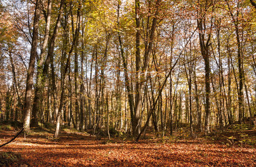 Obraz premium Beech forest