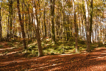 Beech forest