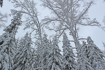 Beautiful snowy forest cold winter in December