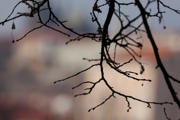 Bare Branches on trees in spring in Prague