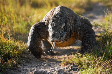 Komodo dragon is on the ground. Interesting perspective. The low point shooting. Indonesia. Komodo National Park. An excellent illustration.