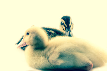 American Pekin Duckling